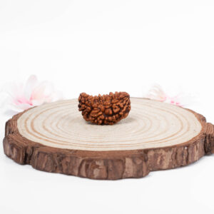 1 Mukhi Rudraksha - 1