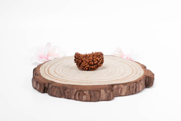 1 Mukhi Rudraksha - 1