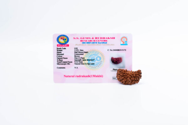 1 Mukhi Rudraksha - 3