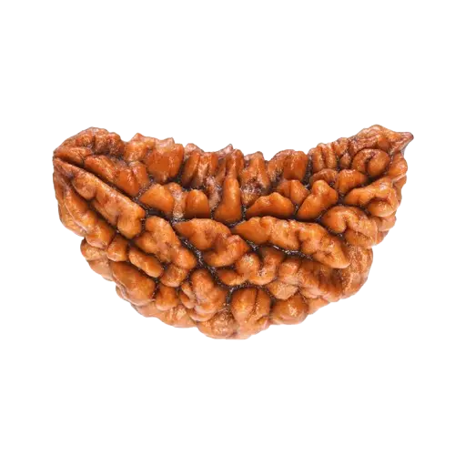 1-mukhi-rudraksha