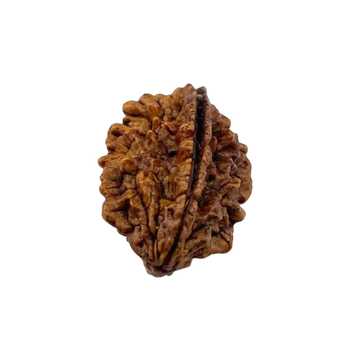 2-mukhi-rudraksha