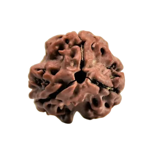 3-mukhi-rudraksha