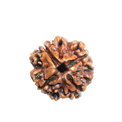4-mukhi-rudraksha