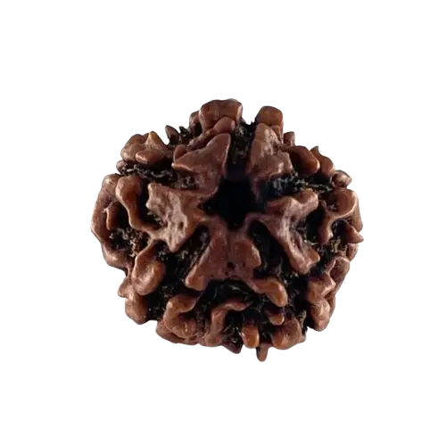5-mukhi-rudraksha