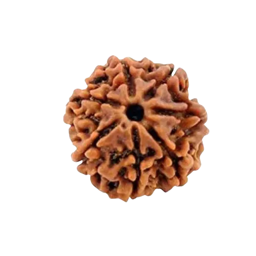 7-mukhi-rudraksha