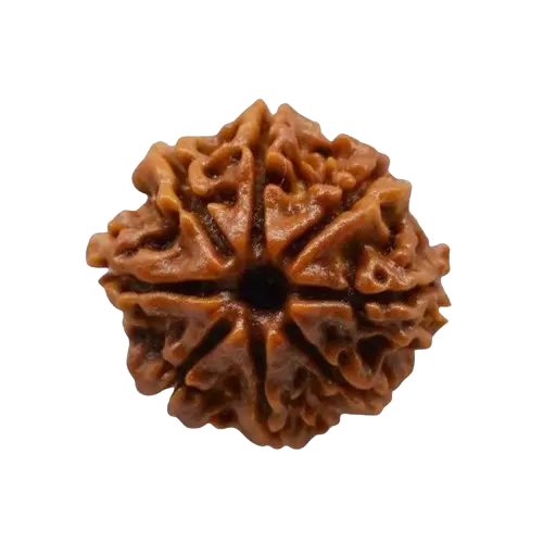 8-mukhi-rudraksha