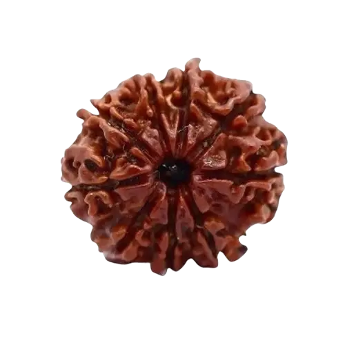 9-mukhi-rudraksha