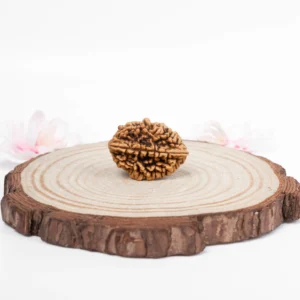 2 Mukhi Rudraksha - 1