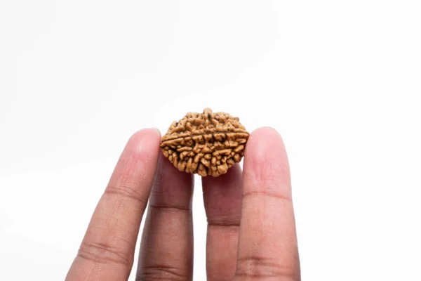 2 Mukhi Rudraksha - 2