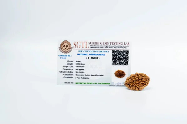 2 Mukhi Rudraksha - 3