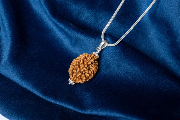 2 Mukhi Rudraksha - 4