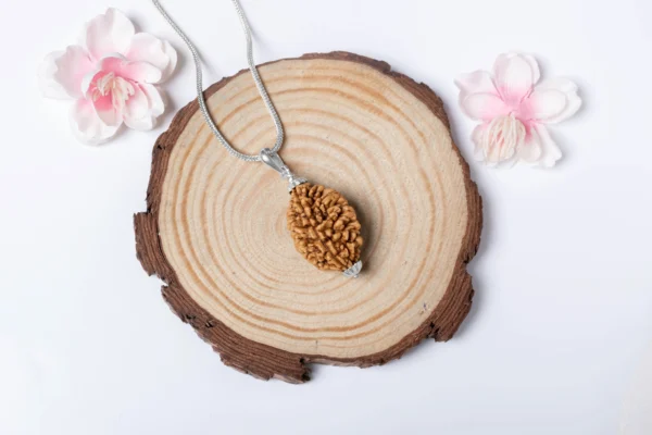 2 Mukhi Rudraksha - 5