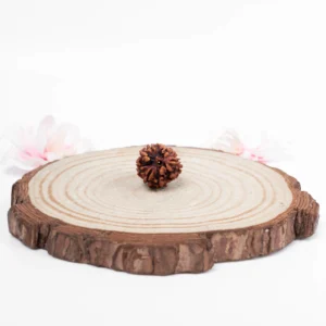 3 Mukhi Rudraksha - 1