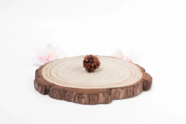 3 Mukhi Rudraksha - 1