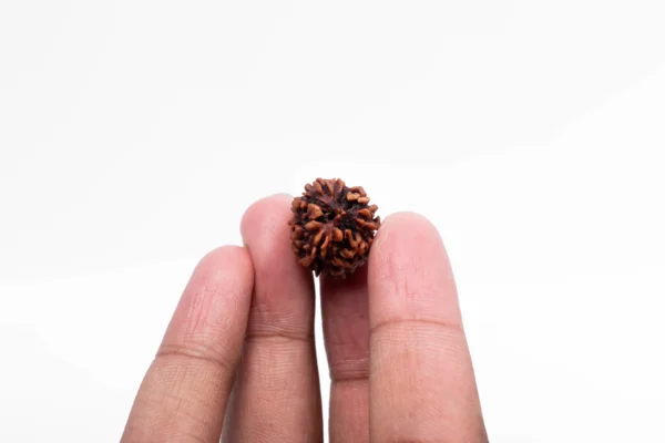 3 Mukhi Rudraksha - 2
