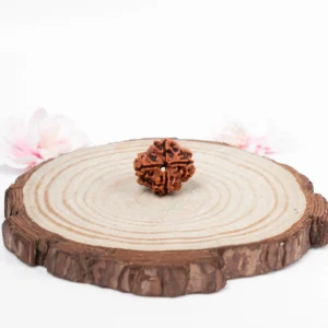 4 Mukhi Rudraksha - 1