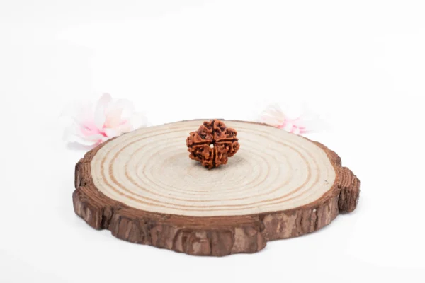 4 Mukhi Rudraksha - 1