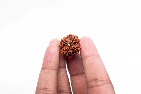 4 Mukhi Rudraksha - 2