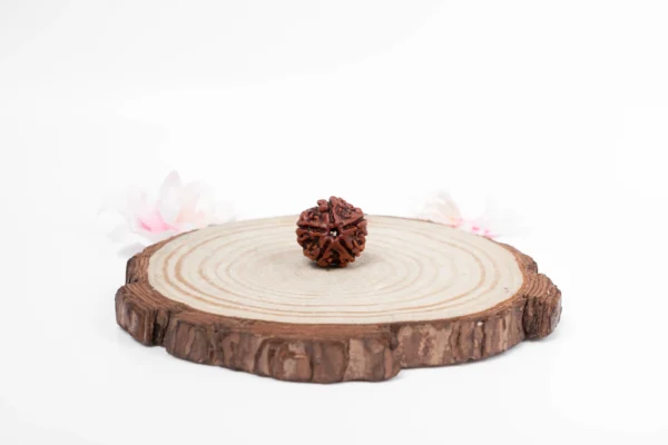 5 Mukhi Rudraksha - 1
