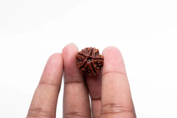 5 Mukhi Rudraksha - 2