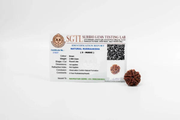 5 Mukhi Rudraksha - 3