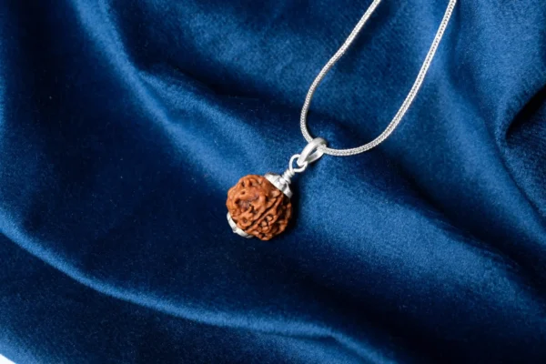 5 Mukhi Rudraksha - 4