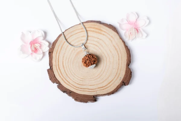 5 Mukhi Rudraksha - 5