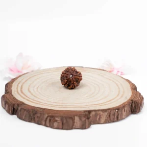 6 Mukhi Rudraksha - 1