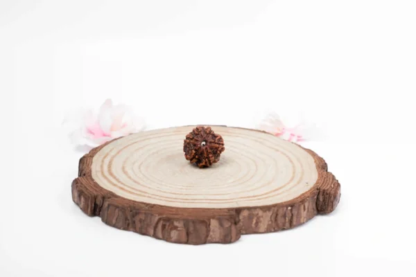6 Mukhi Rudraksha - 1