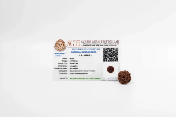 6 Mukhi Rudraksha - 3