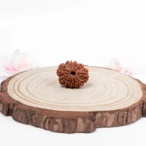 10 Mukhi Rudraksha - 1