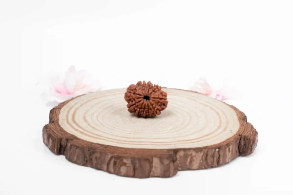 10 Mukhi Rudraksha - 1