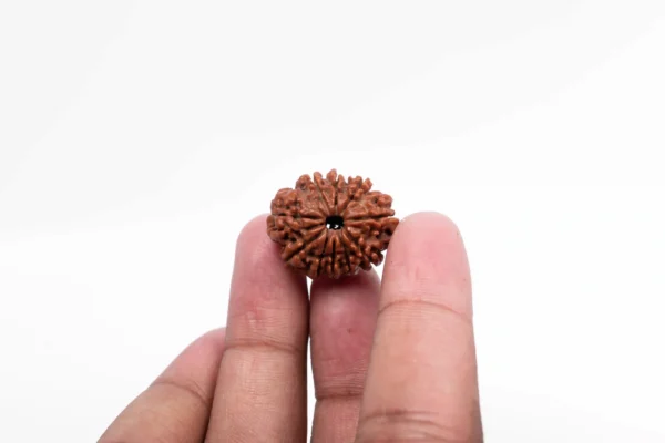 10 Mukhi Rudraksha - 2