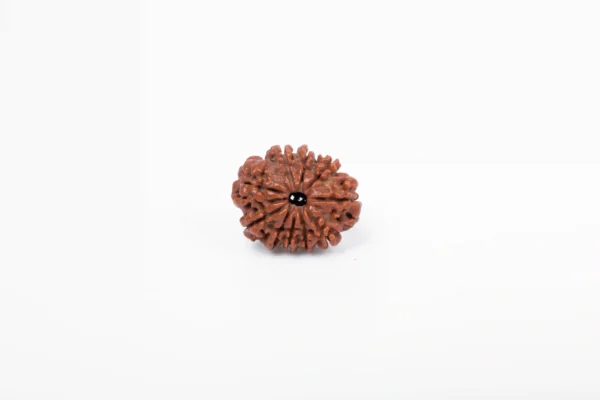 10 Mukhi Rudraksha - 3