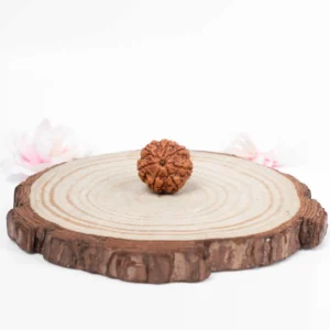 7 Mukhi Rudraksha - 1