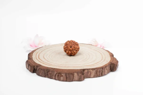 7 Mukhi Rudraksha - 1
