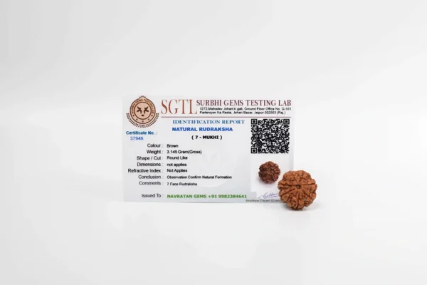 7 Mukhi Rudraksha - 3