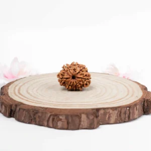 8 Mukhi Rudraksha - 1