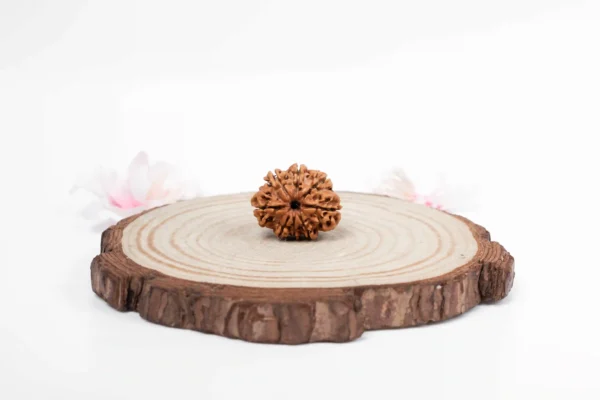 8 Mukhi Rudraksha - 1