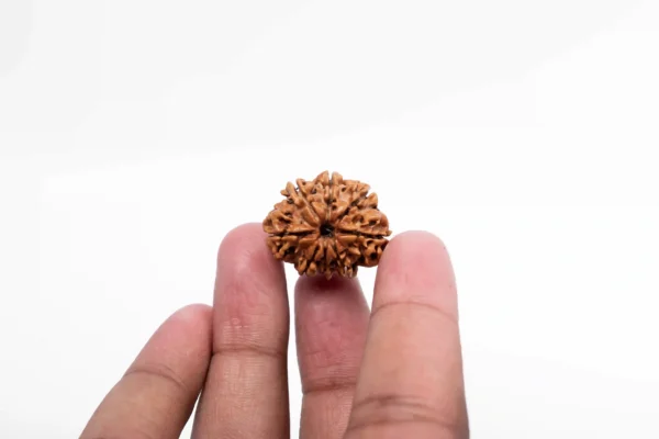 8 Mukhi Rudraksha - 2
