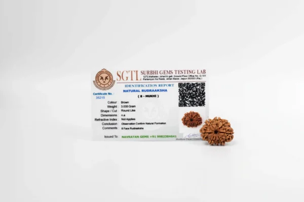 8 Mukhi Rudraksha - 3