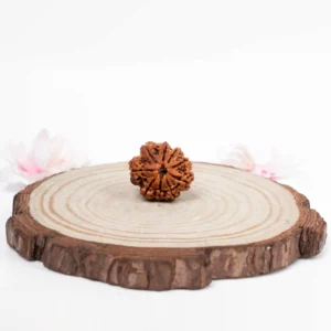 9 Mukhi Rudraksha - 1
