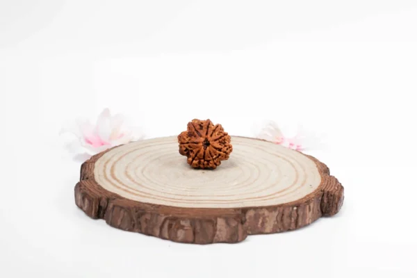 9 Mukhi Rudraksha - 1