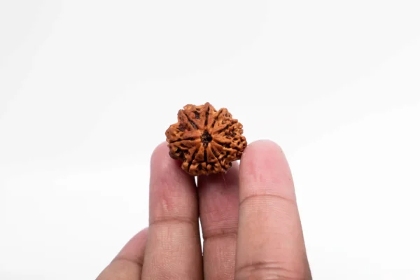 9 Mukhi Rudraksha - 2
