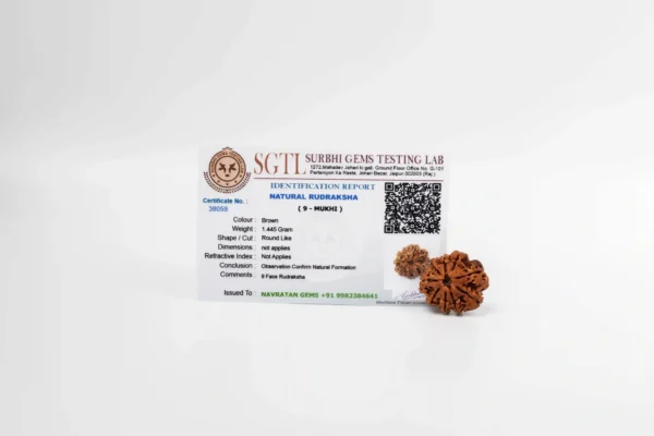 9 Mukhi Rudraksha - 3